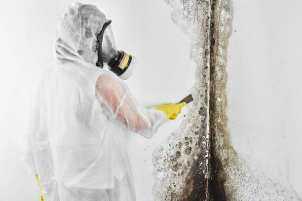 Best Mold Remediation for Rental Properties  in Moss Bluff, LA